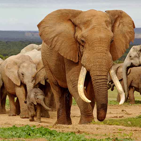 african-elephant african-elephant