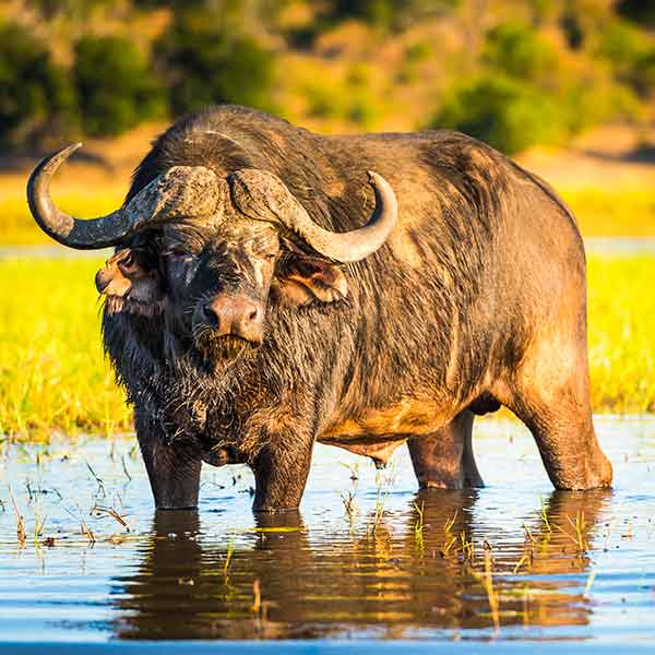 cape-buffalo