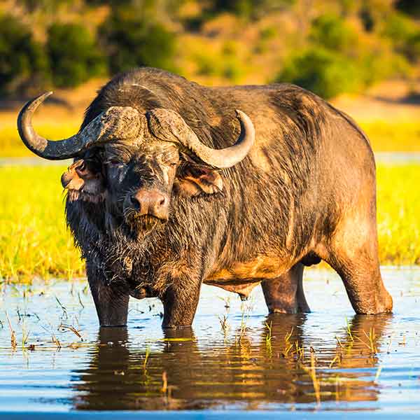 cape-buffalo cape-buffalo