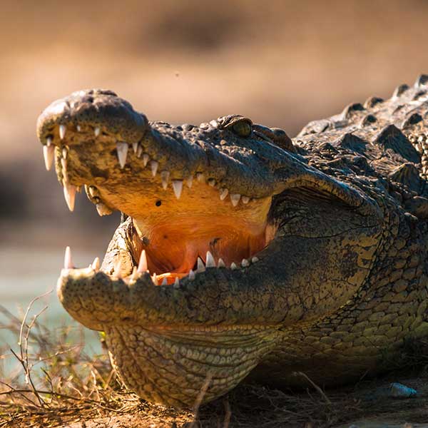 crocodile-baring-teeth