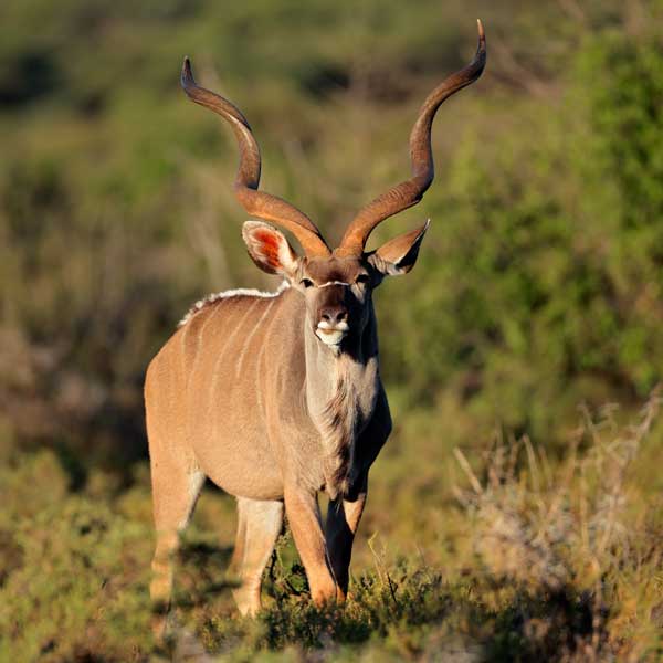 kudu-antelope