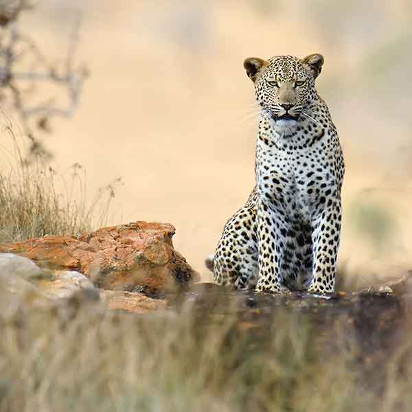 leopard leopard