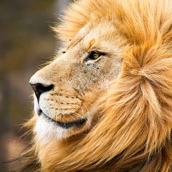 male-african-lion Male Lion